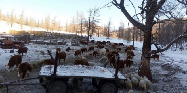Kazakistan, hayvan ihracatını yasakladı!