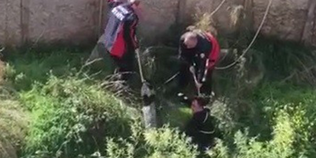 Sinop’ta su dolu inşaat çukuruna düşen köpeği itfaiye kurtardı