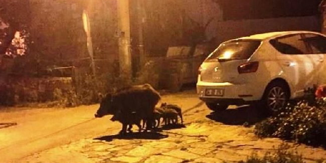 Bodrum'da aç kalan domuz, yavrularıyla ilçe merkezine indi