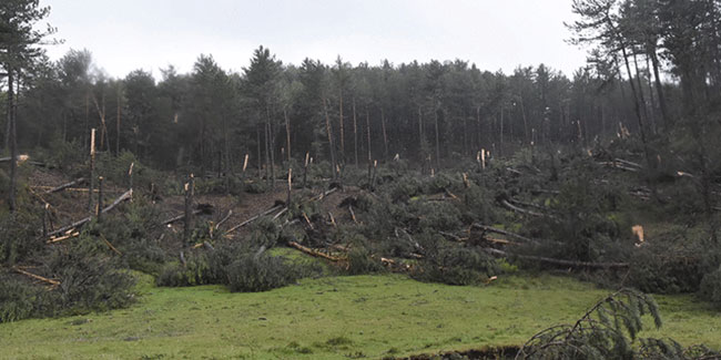 Bir ilimiz bu inanılmaz olayı konuşuyor! Yüzlerce ağaç devrildi
