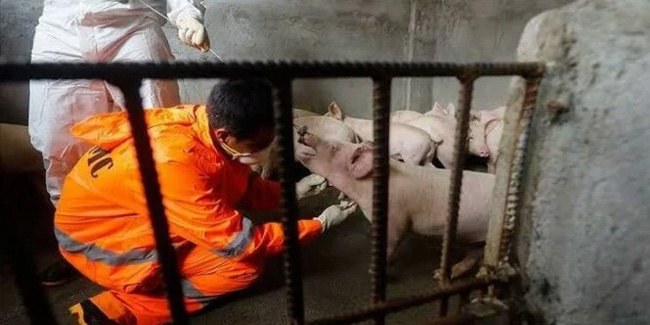 Japonya’da domuz vebası alarmı