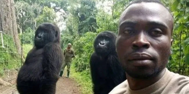 Selfie yıldızı gorile hüzünlü veda
