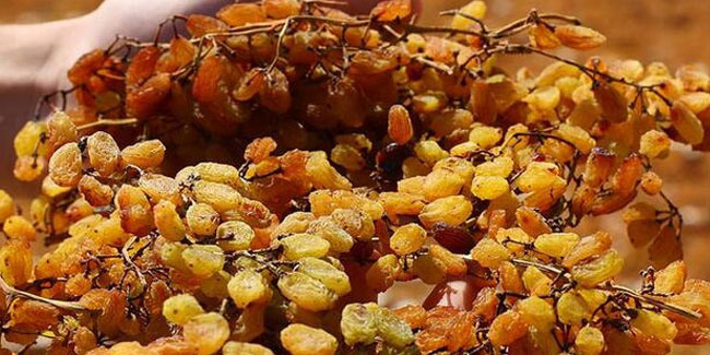 Bakan Pakdemirli: Dünyada kuru üzüm ihracatında birinci sıradayız