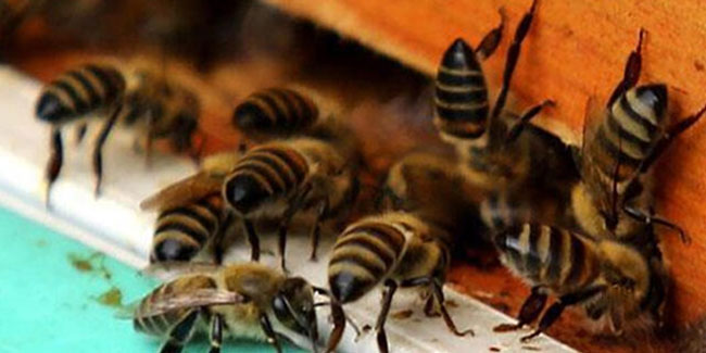 Arılar tarım işçilerine saldırdı: 19 yaralı