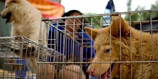 Çinliler akıllanmıyor... Köpek eti festivali başladı!