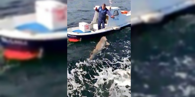 Teknenin yarı boyunda köpek balığı avladı