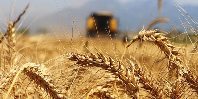 Suriye'den tonlarca buğday ithal edilecek
