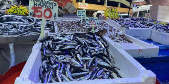 Karadeniz’de 'aşırı avcılık’ tehlikesi; hamsi boyu küçüldü