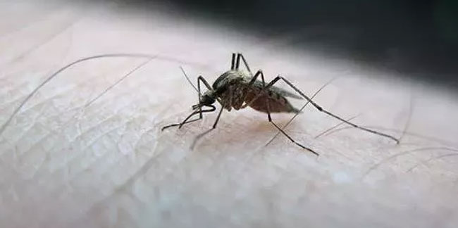 Sivrisinekler neden bazı insanları tercih ediyor? Araştırma yapıldı
