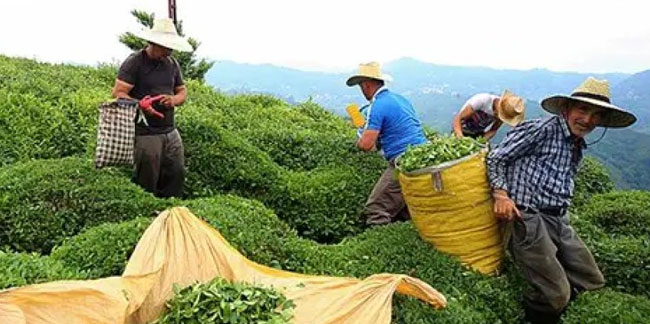 Rize'nin 11 aylık çay ihracatında artış!