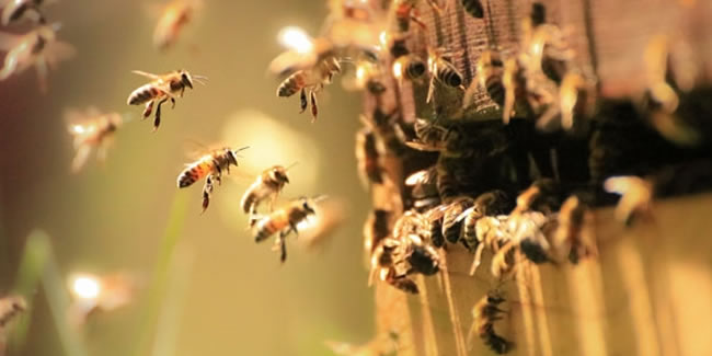 Arılar iletişim kurmak için dans ediyor