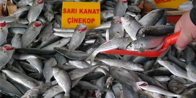 Sarıkanat balığının fiyatı bir haftada iki katına çıktı