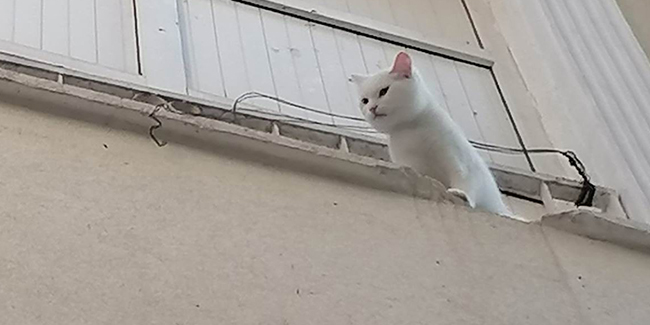Balkon demirlerine sıkışan kediyi itfaiye ekipleri kurtardı
