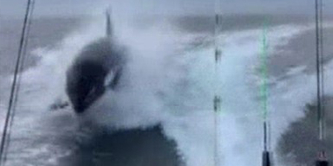 Meksika’da katil balina tekneyi kovaladı