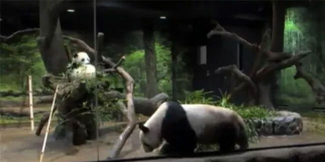 Japonya’nın ikiz pandaları ilk kez görüntülendi