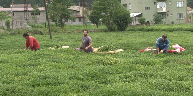 Çayın birinci sürgününden çay üreticileri memnun