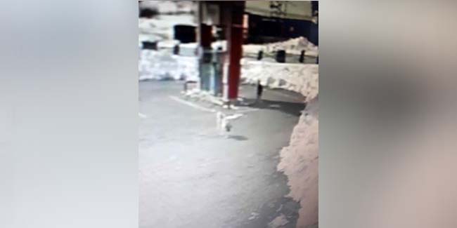 Kastamonu’da şehre inen kurtlar, benzinlikteki köpeği parçaladı