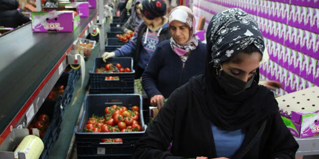 Antalya'da domates ihracatında hareketlilik başladı