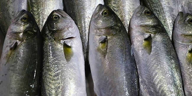 Mevsim geçişlerinde 'zengin balık’ tüketimi önerisi
