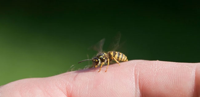 Eşek arısının soktuğu kadın 5 gün sonra öldü!