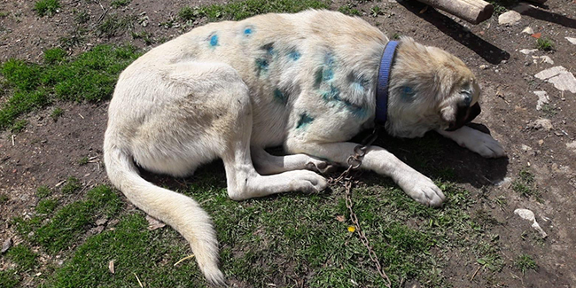 Kastamonu’da bir köpek, av tüfeğiyle vurulmuş halde bulundu