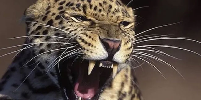 7 yaşındaki çocuk leopar tarafından öldürüldü