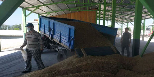 TMO'nun buğday ve arpa alımına çiftçilerden yoğun ilgi