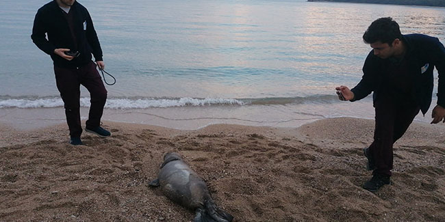 Ölü bulunan Akdeniz Fokuna nekropsi yapıldı