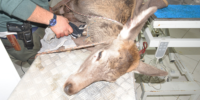 Avcıların vurduğu, köpeklerin parçaladığı geyik kurtarıldı