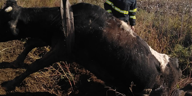 Balçığa saplanan ineği itfaiye kurtardı