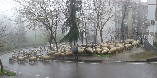 Trabzon sokakları koyunlara kaldı