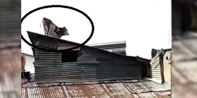Bayburt'ta çatıya çıkan inek görenleri şaşırttı