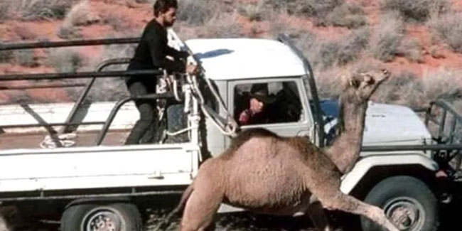 Avustralya'da yabani develer itlaf edilmeye başlandı!