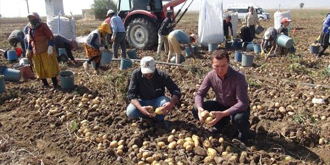 Niğde’de patates işçilerinin ücreti belli oldu
