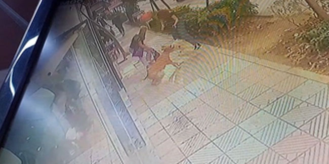 Manisa'da başıboş pitbull dehşet saçtı! Anne ve kızına saldırdı
