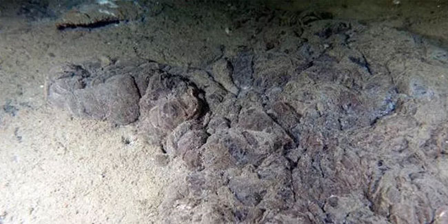 Marmara için uyarı: Bu alg çoğalması; hayra alamet değil