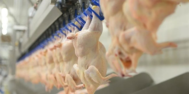 Tavuk eti üretimi martta aylık yüzde 1,6'lık artış gösterdi