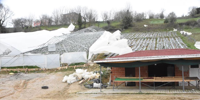 Sinop’ta şiddetli fırtınada çilek serası yıkıldı