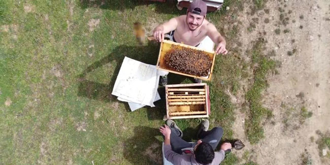 Binlerce arının arasında korkusuzca dolaşıyor