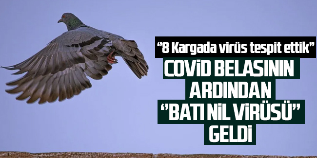 İstanbul’da 'Batı Nil Virüsü' tespit edildi: 'Ölü kuşlara dokunup ellerini ağızlarına götürmesinler'