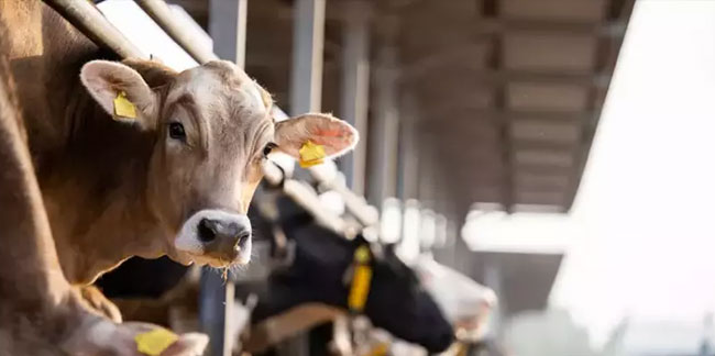 Toplanan inek sütü Eylül’de artış gösterdi