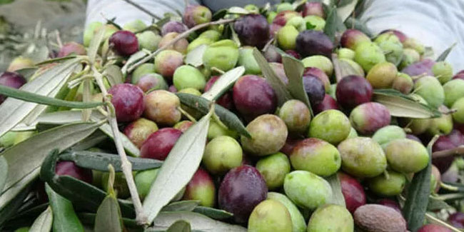 Zeytinyağı ihracatında yüzde 245’lik rekor artış