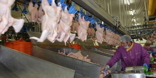 Tavuk eti üretimi Kasım ayında arttı