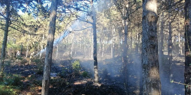 Maltepe'de bir korkutan orman yangını daha!
