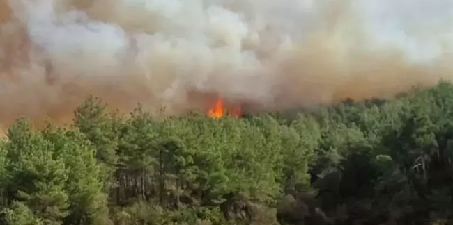 3 noktada orman yangını: Müdahale sürüyor