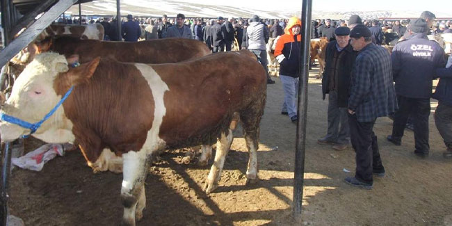 Canlı hayvan pazarı şap hastalığı nedeniyle kapatıldı