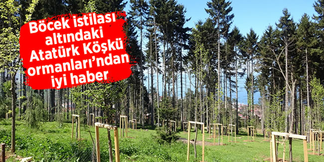 Böcek istilası altındaki Atatürk Köşkü ormanları'ndan iyi haber