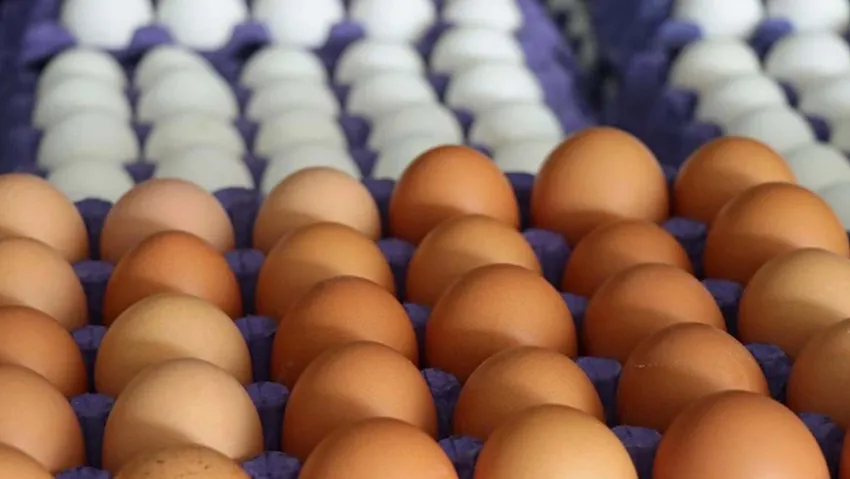 Tayvan'a ihraç edilen yumurtalarda, zararlı madde bulunduğu iddiasıyla ilgili inceleme