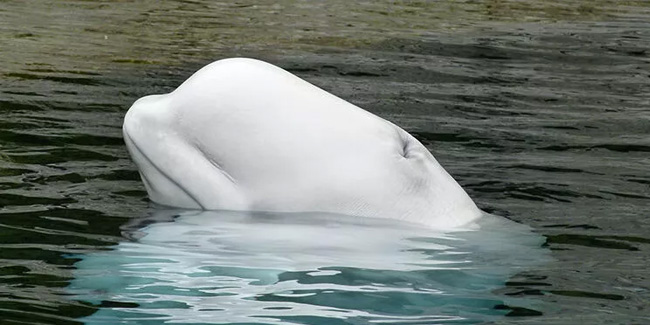 Kanada’dan gelen 5 beyaz balinanın ikincisi de öldü