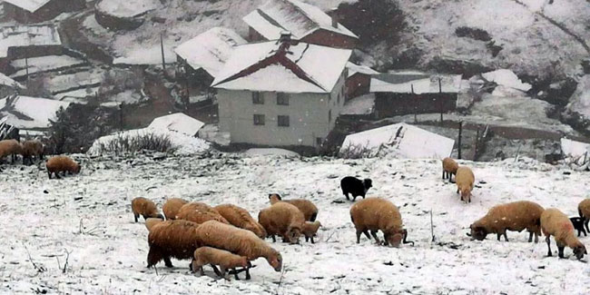 Bayburt - Trabzon arasındaki yaylalarda kar yağışı etkili oldu